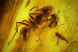 Detailed Fossil Fly, Ant and Spider in Baltic Amber #128329-2